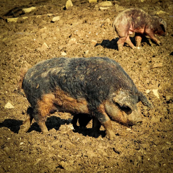 毛茸茸的猪在泥巴中的选择 — 图库照片