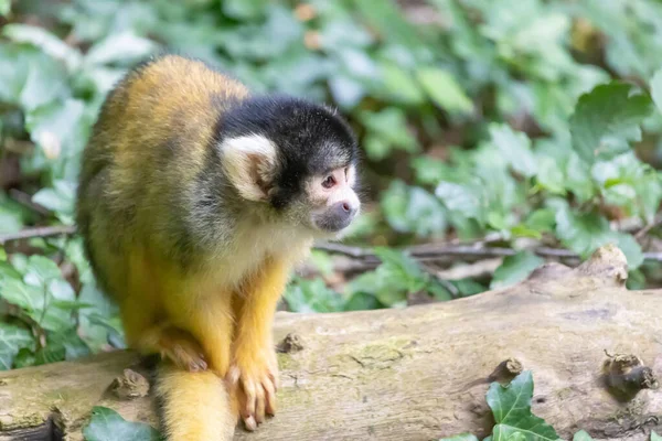 Macaco Esquilo Marrom Peludo Madeira — Fotografia de Stock