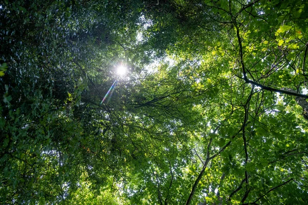 Colpo Basso Angolo Alberi Verdi Densi Con Sole Splendente Attraverso — Foto Stock