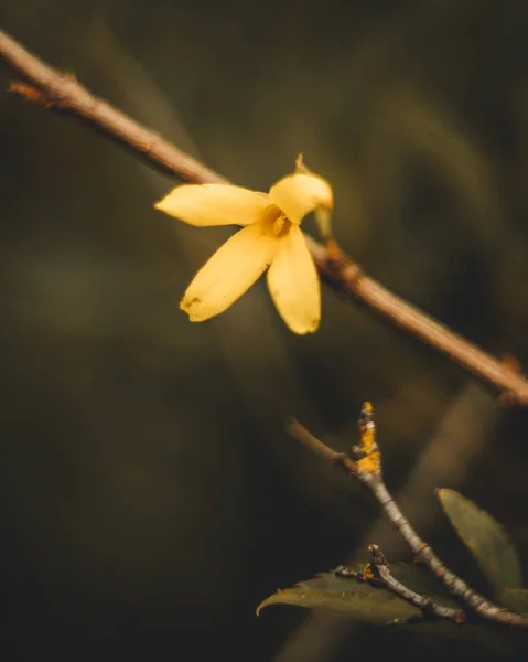 Макрознімок Маленької Жовтої Квітки Гілці Дерева Розмитим Тлом — стокове фото