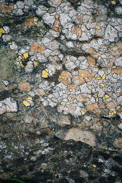 Верхний Вид Текстуры Lecanora — стоковое фото