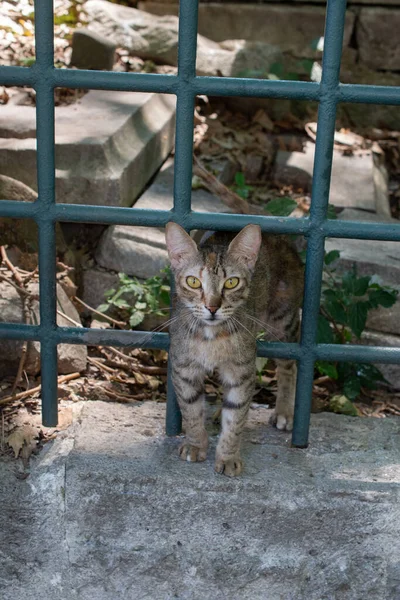金属製の門を覗く可愛いグレーの猫 — ストック写真