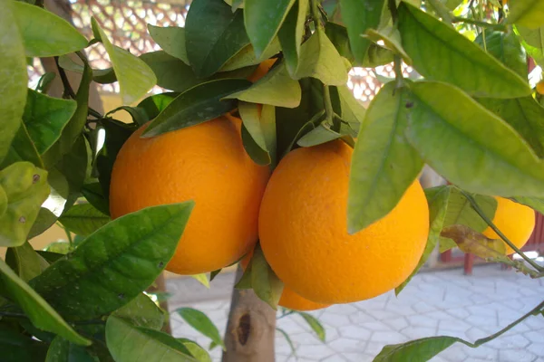 Стиглі Оранжеві Плоди Гілках Дерев — стокове фото