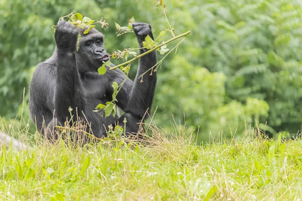 Black Furry Big Gorilla Grassy Field Zoo — Stock Photo, Image