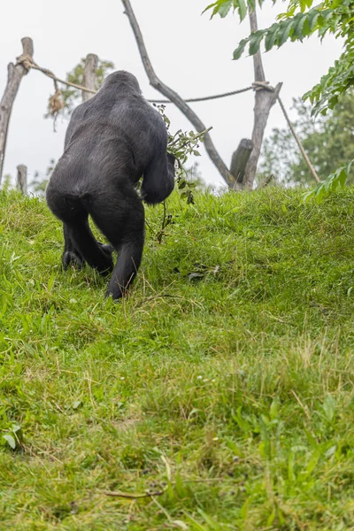 Black Furry Big Gorilla Climbing Grassy Hill Zoo — Stock Photo, Image