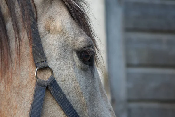 Gros Plan Oeil Cheval Blanc — Photo