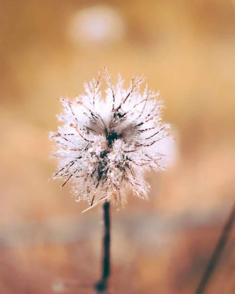 Una Macro Toma Diente León Blanco Con Fondo Borroso — Foto de Stock