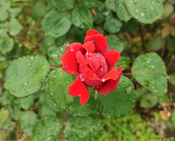 Krásná Červená Růže Kapkami Vody — Stock fotografie