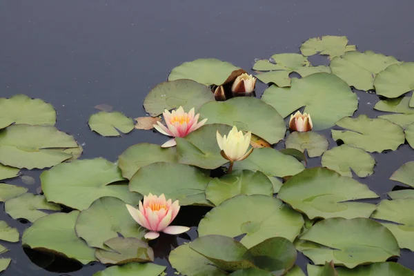 池の睡蓮の美しい景色 — ストック写真