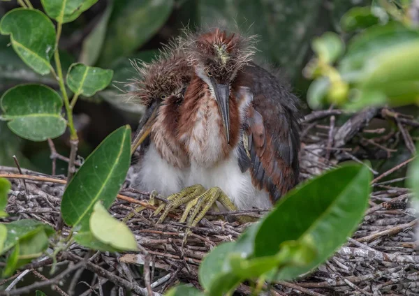 Nahaufnahme Eines Schönen Vogels Der Einem Nest Wald Ruht — Stockfoto