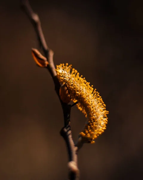 Vertikal Makro Skott Ett Träd Gren Med Gul Blomma Isolerad — Stockfoto