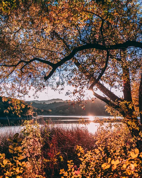 Piękna Jasna Scena Drzewa Pobliżu Jeziora Kolorowymi Liśćmi — Zdjęcie stockowe