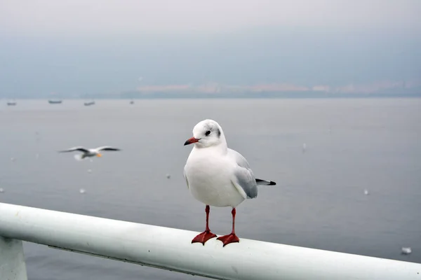 White Seagull Perched Metal Pipe — Stock Photo, Image