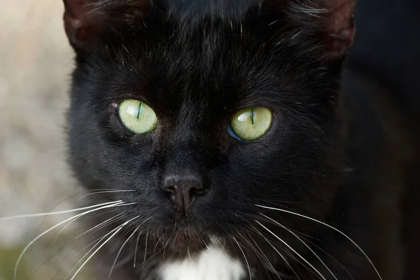 一只长着绿眼睛的可爱黑猫的特写镜头 — 图库照片