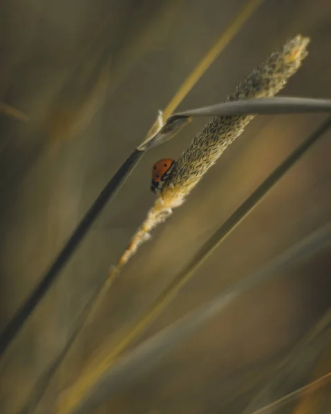 Una Macro Toma Una Pequeña Mariquita Roja Sobre Una Hierba —  Fotos de Stock