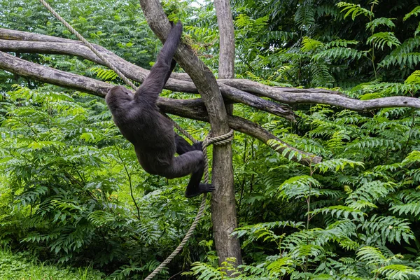 Ένας Μαύρος Τριχωτός Γορίλας Σκαρφαλώνει Ένα Δέντρο Στο Ζωολογικό Κήπο — Φωτογραφία Αρχείου