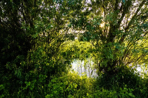 Krásná Přírodní Rezervace Bodamské Jezero Německo — Stock fotografie