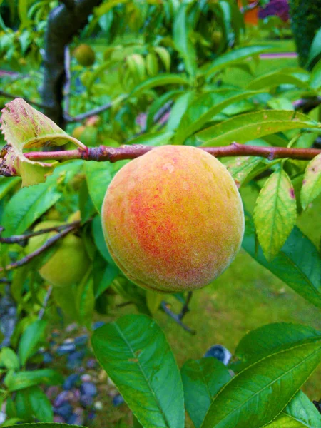 Närbild Bild Bild Stor Naturlig Utsikt Trädgård För Persika Frukt — Stockfoto