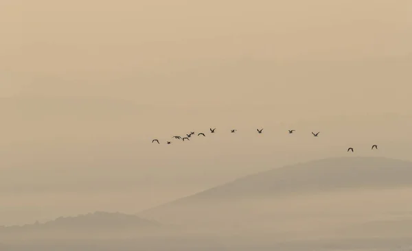 Ein Monochromer Hintergrund Der Vögel Die Bei Sonnenuntergang Nebligen Dünen — Stockfoto