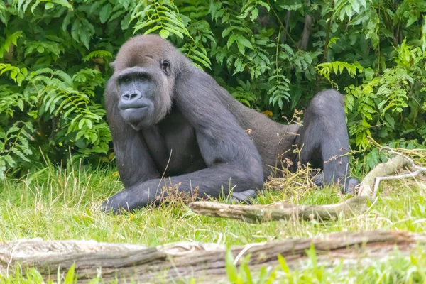 Gran Gorila Peludo Negro Campo Hierba Zoológico — Foto de Stock