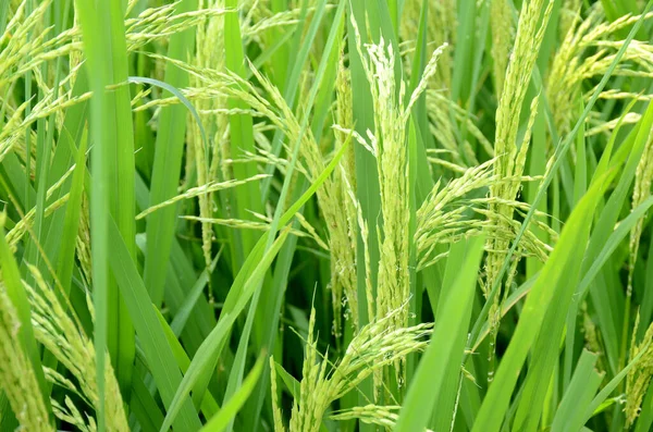 Bunch Green Ripe Paddy Plant Grains Growing Farm — Stock Photo, Image