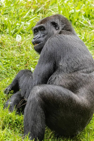 Grosso Gorilla Peloso Nero Sul Campo Erboso Dello Zoo — Foto Stock