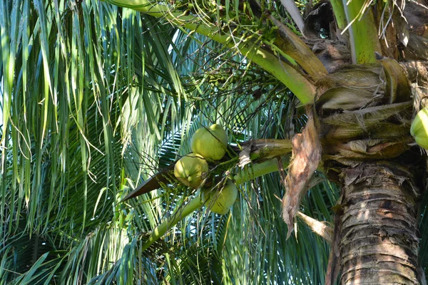 一棵低角度的椰子生长在树上 — 图库照片
