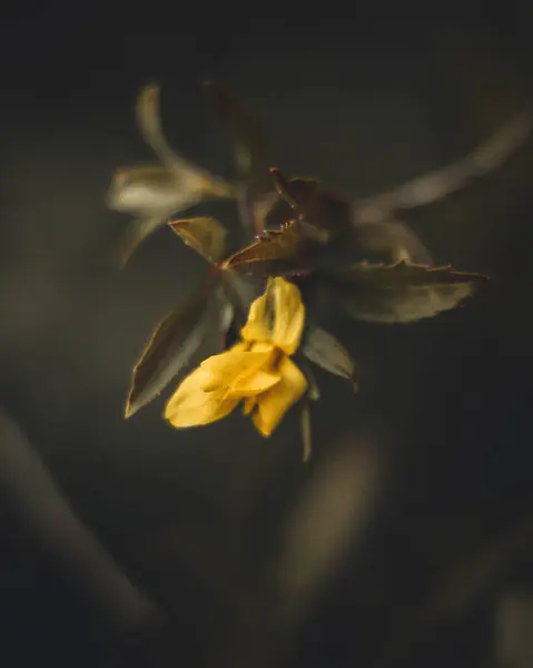 Μια Μακρο Φωτογραφία Ενός Μικρού Κίτρινου Λουλουδιού Και Φύλλα Θολό — Φωτογραφία Αρχείου