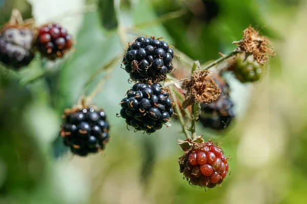 Primer Plano Moras Jardín —  Fotos de Stock