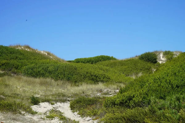 Detailní Záběr Rostoucí Vegetace Písečných Dun Pláži — Stock fotografie