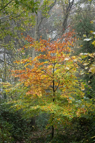 Egy Függőleges Lövés Sűrű Fák Színes Levelek Erdőben Ősszel — Stock Fotó