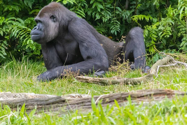 Ein Schwarzer Pelziger Großer Gorilla Auf Der Wiese Zoo — Stockfoto