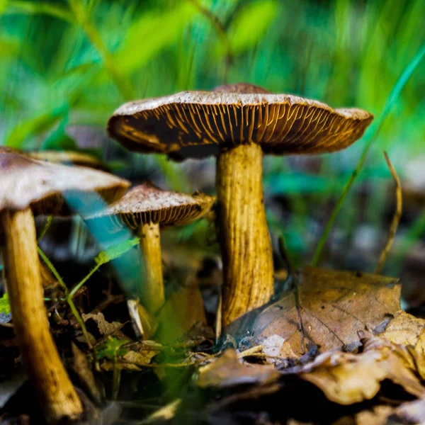 Selektive Nahaufnahme Eines Pilzes Fallwald — Stockfoto