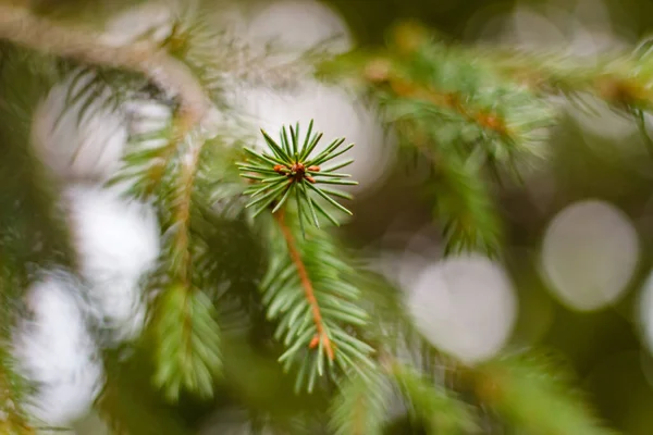 Selektiv Fokus Skott Tall Gren Med Nålar Isolerade Naturlig Bokeh — Stockfoto