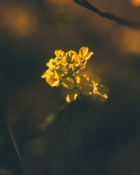 Vertikal Bild Liten Gul Blomma Med Suddig Bakgrund — Stockfoto