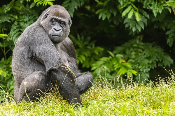 Ein Schwarzer Pelziger Großer Gorilla Auf Der Wiese Zoo — Stockfoto