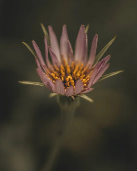 Primer Plano Una Pequeña Flor Púrpura Con Fondo Borroso —  Fotos de Stock