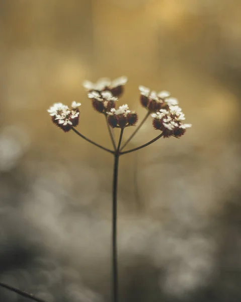 Küçük Beyaz Çiçekli Bir Bitkinin Yakın Çekimi — Stok fotoğraf