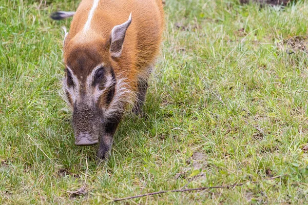 Een Grote Rode Rivier Varken Het Grasveld Dierentuin — Stockfoto