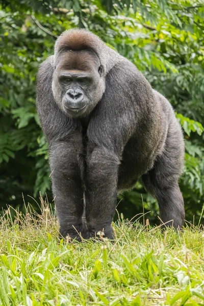 Een Zwarte Harige Grote Gorilla Het Grasveld Dierentuin — Stockfoto