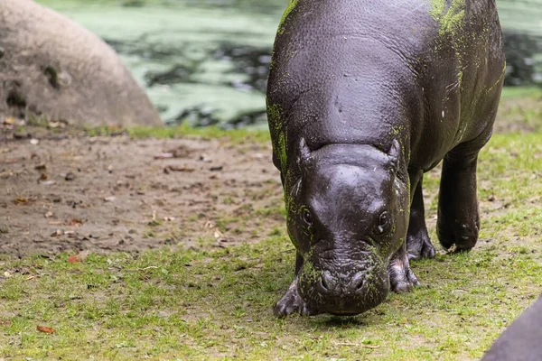 Hipopotam Mare Păşunând Terenul Iarbă Din Grădina Zoologică — Fotografie, imagine de stoc