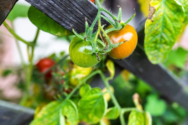 花园里种着新鲜多汁的西红柿 — 图库照片