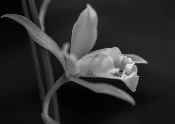 Cliché Niveaux Gris Une Délicate Fleur Lys Fond Noir — Photo