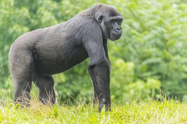 Ein Schwarzer Pelziger Großer Gorilla Auf Der Wiese Zoo — Stockfoto