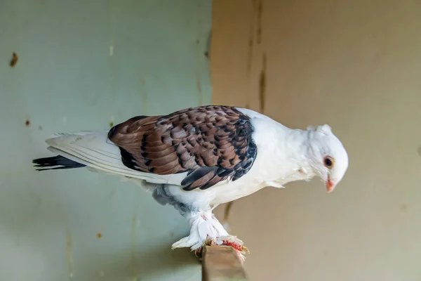 Een Prachtige Witte Duif Met Gevlekte Bruine Vleugels Een Verlaten — Stockfoto