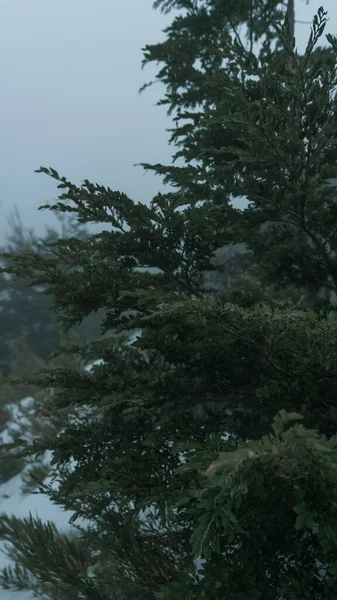 Conifere Una Foresta Nebbiosa — Foto Stock