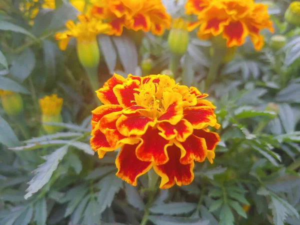 開花するオレンジ色のマリーゴールドの花のクローズアップショット — ストック写真