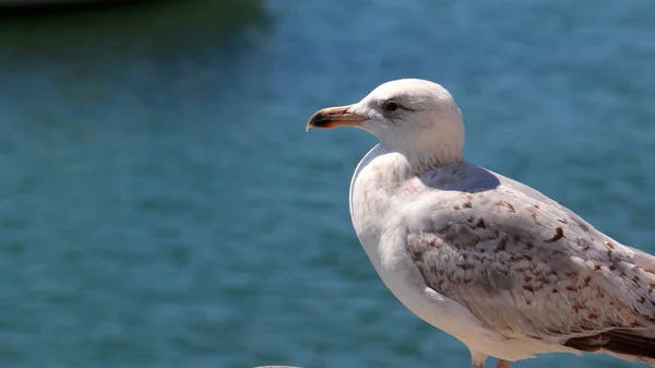 Güneşli Bir Günde Deniz Kenarında Beyaz Siyah Bir Martı Manzarası — Stok fotoğraf