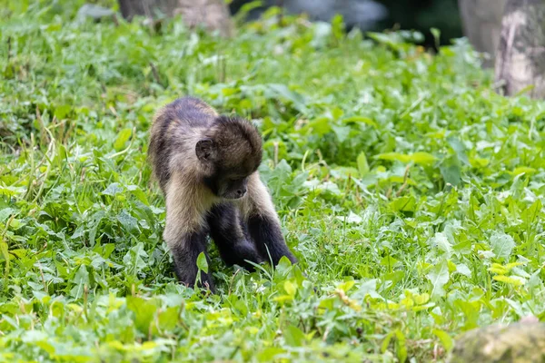 Capuchinho Tufado Marrom Peludo Campo Gramado Zoológico — Fotografia de Stock