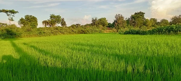 Die Schöne Landschaft Des Reisfeldes Einem Sonnigen Tag — Stockfoto